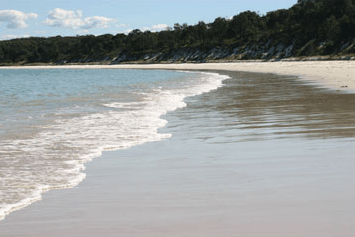 Dolphin Watch Cruises - Accommodation Newcastle 5