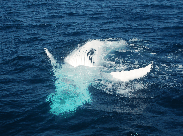 Dolphin Wild Cruises - Accommodation Newcastle 0