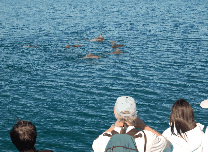 Dolphin Wild Cruises - Accommodation Newcastle 3