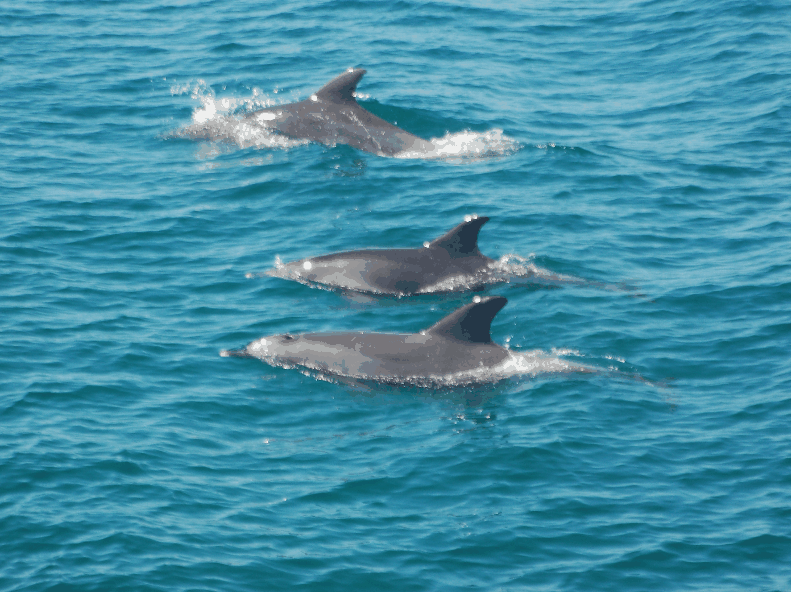 Dolphin Wild Cruises - Accommodation Newcastle 5
