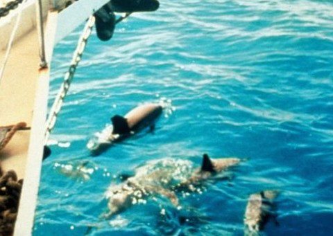 A Whitsunday Luxury Sailing Holiday - Accommodation Newcastle 5