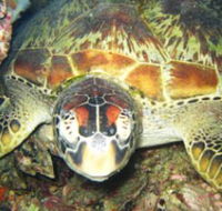 Adrenalin Snorkel and Dive - Accommodation Newcastle