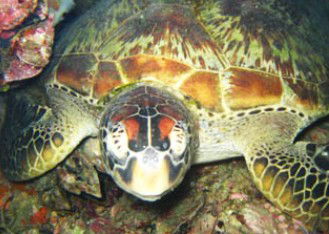 Adrenalin Snorkel And Dive - Accommodation Newcastle 0
