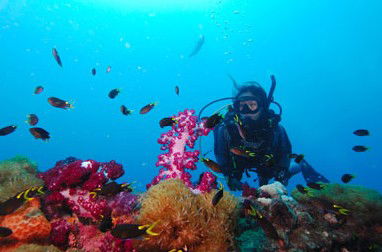 Adrenalin Snorkel And Dive - Accommodation Newcastle 3