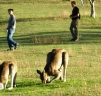 Araucaria Ecotours - Accommodation Newcastle