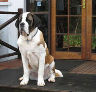 St Bernards Hotel - Accommodation Newcastle