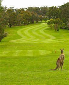 Pambula Merimbula Golf Club - Accommodation Newcastle 2