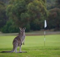 Anglesea Golf Club - Accommodation Newcastle