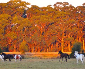 Horse Riding At Oaks Ranch And Country Club - Accommodation Newcastle 1