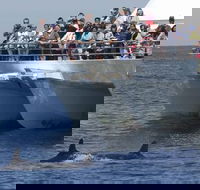 MoonshadowTQC Cruises - Accommodation Newcastle