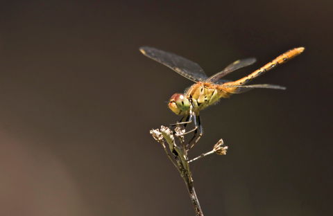 Dragonfly Discovery - Accommodation Newcastle 0