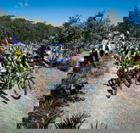 JetBlack Wild Wombat MTB Challenge - Accommodation Newcastle