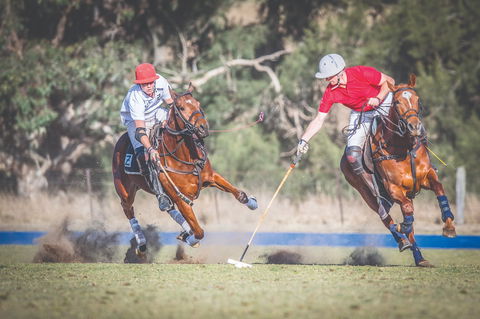 Scone Horse Festival - Accommodation Newcastle 1