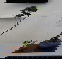 Wauchope Bonsai Workshop Group - Accommodation Newcastle