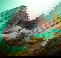 Whyalla Maritime Museum - Cuttlefish Capers - Accommodation Newcastle