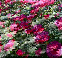 2020 Woolmers Estate Festival of Roses - Accommodation Newcastle