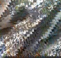Annual Koala Count - Accommodation Newcastle