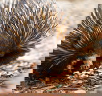 Aussie Wildlife Course - July/August/September - Accommodation Newcastle