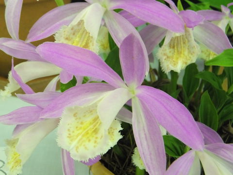 Blackheath Flower And Craft Show - Accommodation Newcastle 2