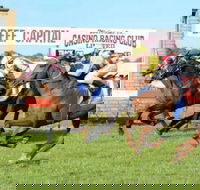 Casino Cup - Accommodation Newcastle