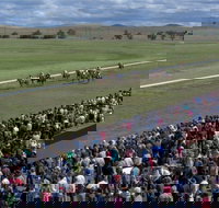 Cooma Sundowners Cup - Accommodation Newcastle