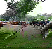 Dorrigo Agricultural Show - Accommodation Newcastle