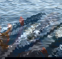 Eden Whale Festival - Accommodation Newcastle