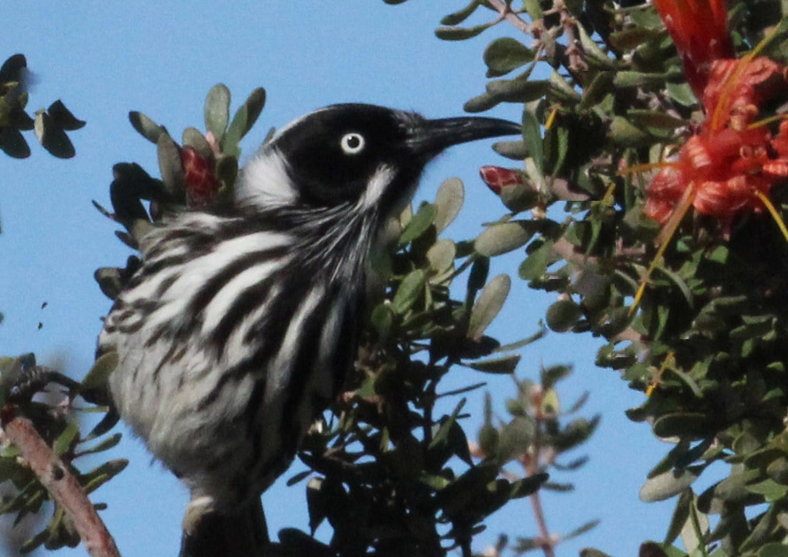 Nulsen WA Accommodation Newcastle