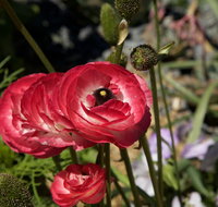 Garden Expo Benalla - Accommodation Newcastle
