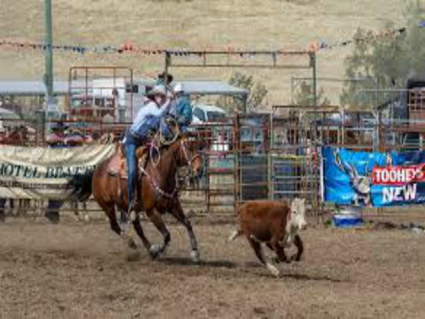 Gresford  Campdraft And Rodeo - Accommodation Newcastle 1