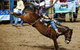 Gresford  Campdraft And Rodeo - thumb 2