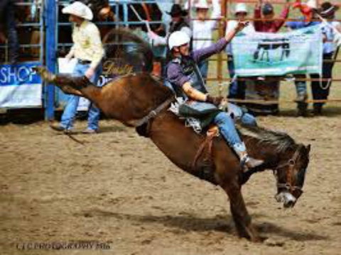 Gresford  Campdraft And Rodeo - Accommodation Newcastle 2