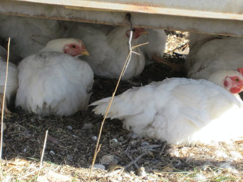 Keeping Healthy Backyard Chickens - Accommodation Newcastle 5