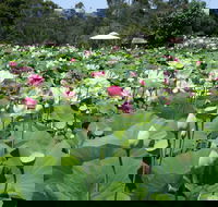Lotus Flower Season - Accommodation Newcastle