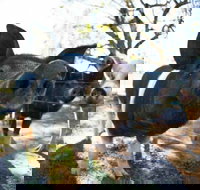 Mudgee Farm Walks - Accommodation Newcastle