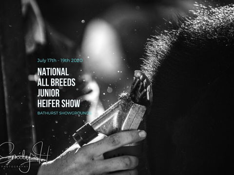National All Breeds Junior Heifer Show - Accommodation Newcastle 0