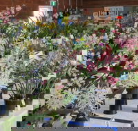 Sapphire Coast Orchid Club Spring Orchid Show - Accommodation Newcastle