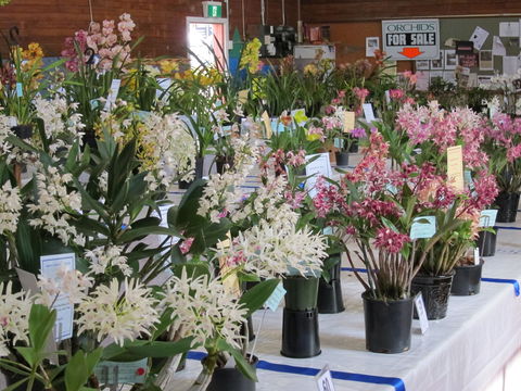 Sapphire Coast Orchid Club Spring Orchid Show - Accommodation Newcastle 0
