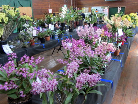 Sapphire Coast Orchid Club Spring Orchid Show - Accommodation Newcastle 1