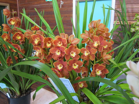 Sapphire Coast Orchid Club Spring Orchid Show - Accommodation Newcastle 2
