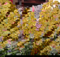 Sapphire Coast Orchid Club Winter Orchid Show - Accommodation Newcastle
