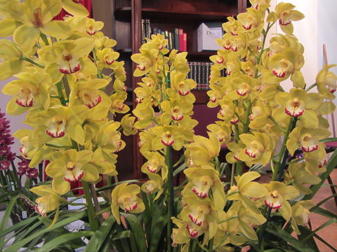Sapphire Coast Orchid Club Winter Orchid Show - Accommodation Newcastle 0
