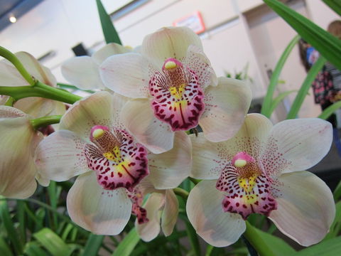 Sapphire Coast Orchid Club Winter Orchid Show - Accommodation Newcastle 1