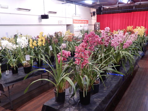 Sapphire Coast Orchid Club Winter Orchid Show - Accommodation Newcastle 2