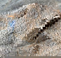 2020 Katherine Bird Festival - Accommodation Newcastle