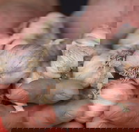 Armidale Farmers' Market - Accommodation Newcastle