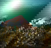 Cuttlefish Diving  Snorkeling EVERYDAY May -August - Accommodation Newcastle