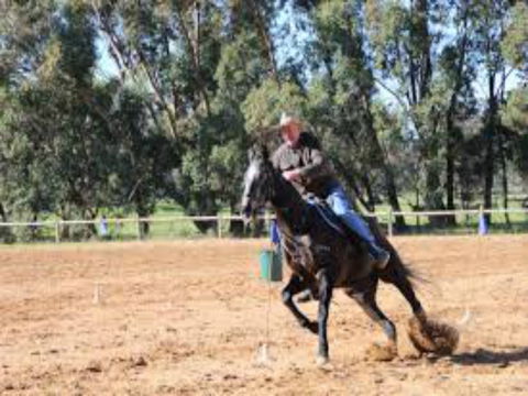 Glen William Gymkhana - Accommodation Newcastle 1