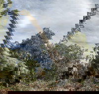 Lost Sanctuary at Healesville Sanctuary - Accommodation Newcastle