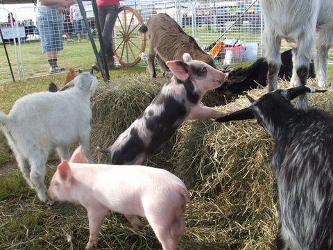 Primex Field Days - Online Virtual Event - Accommodation Newcastle 2